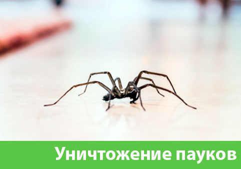 Избавиться от пауков в городе Нижний Новгород