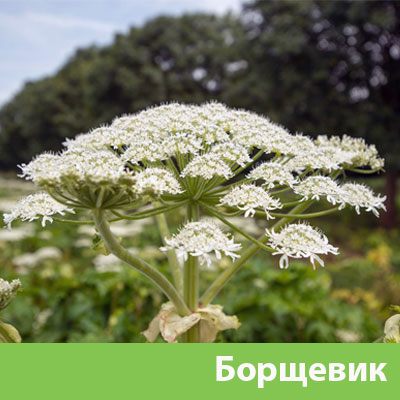 Борщевик в Нижнем Новгороде