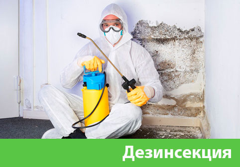 Дезинсекция в городе Нижний Новгород