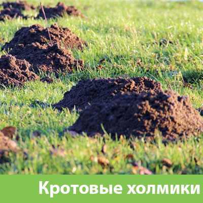 Кроты на участке в Нижнем Новгороде