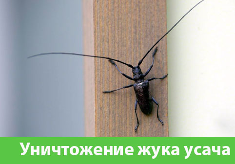 Обработка от жука усача в городе Нижний Новгород