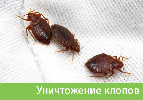 Уничтожение клопов в городе Нижний Новгород