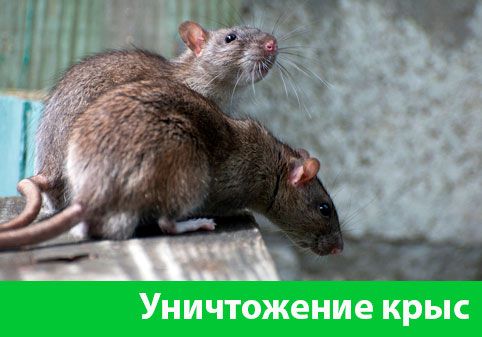Уничтожение крыс в городе Нижний Новгород