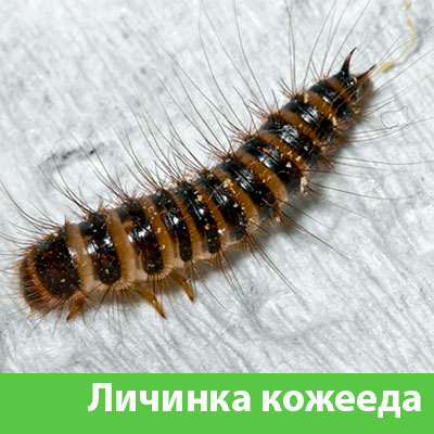 Личинка Кожееда в Нижнем Новгороде