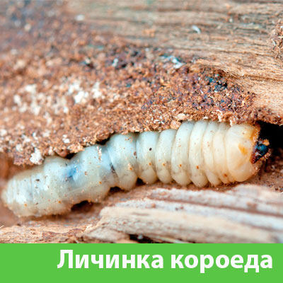 Уничтожение личинок короеда в Нижнем Новгороде