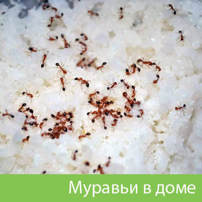 Муравьи в доме в Нижнем Новгороде