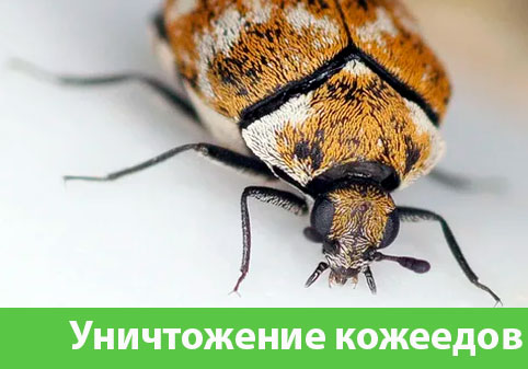 Обработка от кожееда в городе Нижний Новгород 