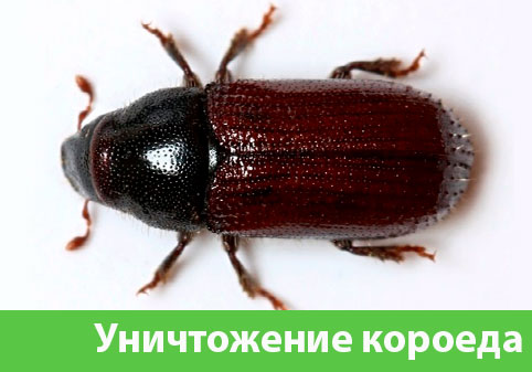 Обработка от короеда в городе Нижний Новгород