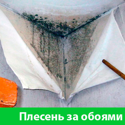Удаление плесени в Нижнем Новгороде