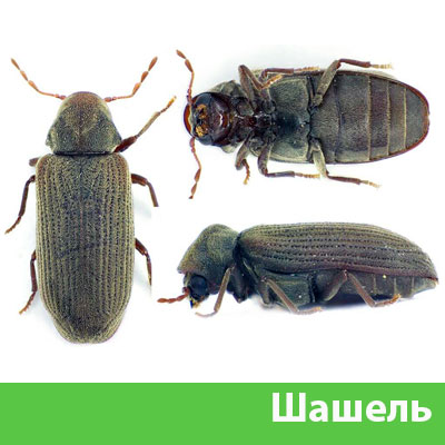 Обработка от шашеля в городе Нижний Новгород