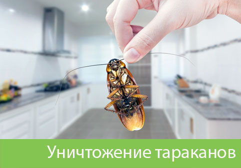 Уничтожение тараканов в городе Нижний Новгород