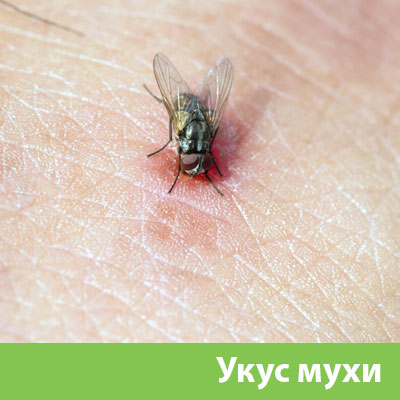 Уничтожение мух в Нижнем Новгороде