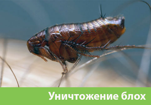 Уничтожение блох в городе Нижний Новгород