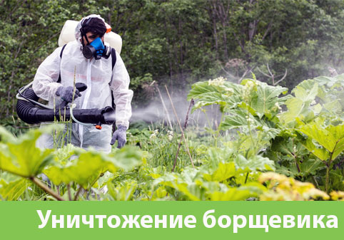 Уничтожение Борщевика в городе Нижний Новгород