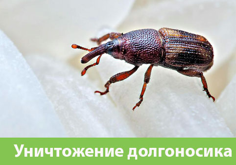 Уничтожение долгоносиков в городе Нижний Новгород