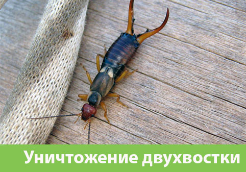 Уничтожение двухвостки в городе Нижний Новгород