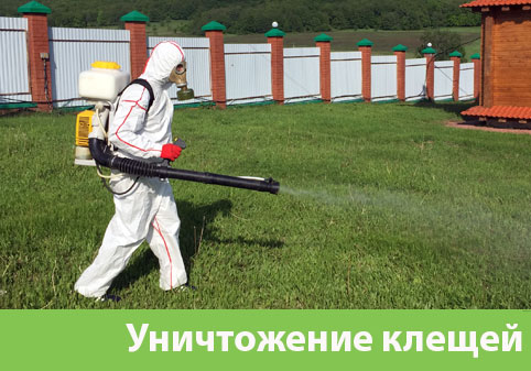 Уничтожение клещей в городе Нижний Новгород