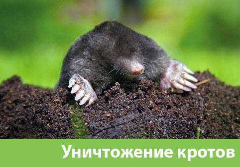 Уничтожение кротов в городе Нижний Новгород