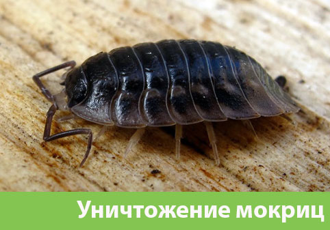 Мокрицы в квартире в городе Нижний Новгород