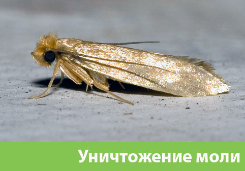 Уничтожение моли в городе Нижний Новгород 