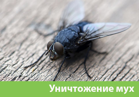 Уничтожение мух в городе Нижний Новгород