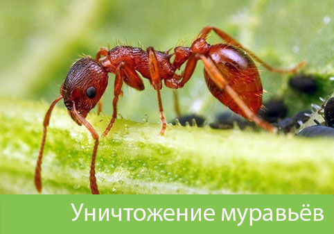Уничтожение муравьёв в городе Нижний Новгород