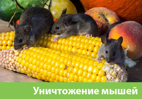 Уничтожение мышей в Нижнем Новгороде