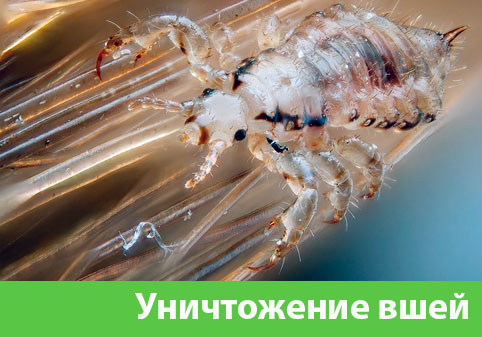 Уничтожение вшей в городе Нижний Новгород